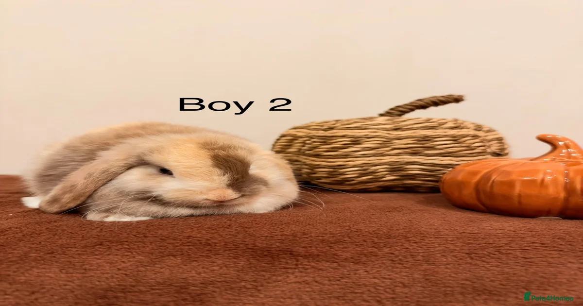 Mini Lop Rabbits for Sale for sale | Pets4Homes