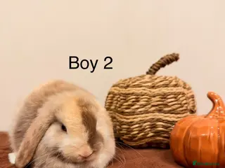 Mini Lop rabbits 4 BOYS LEFT! Harlequin Mini Lops🐰✨ - Advert 1