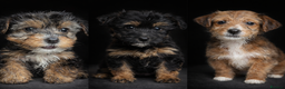 Yorkshire Terrier dogs for sale: Rare Yorkshire terrier pups ready now - Advert 11