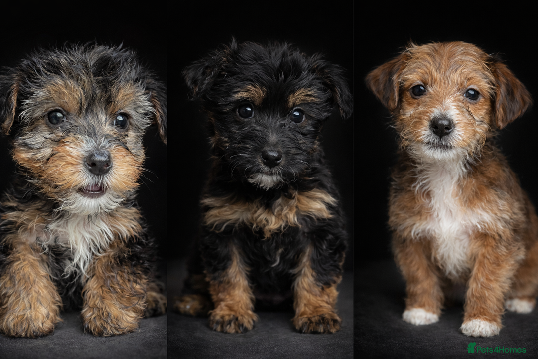 Yorkshire Terrier dogs for sale: Rare Yorkshire terrier pups ready now - Advert 11