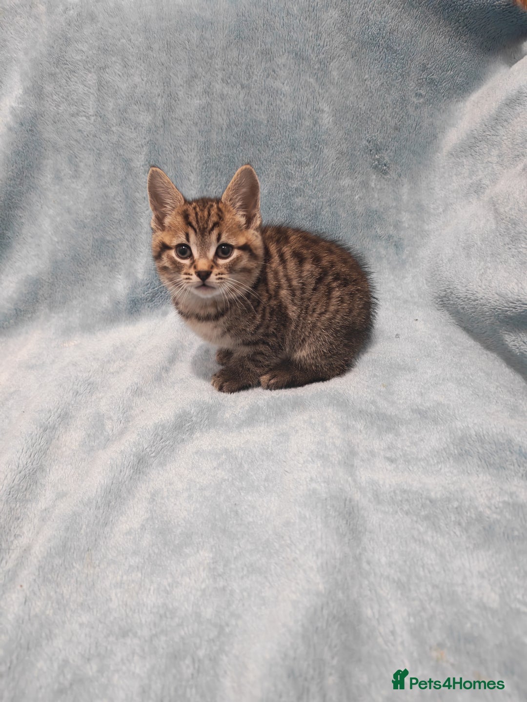 Mixed Breed cats for sale: Beautiful kittens VIDEOS - Advert 33