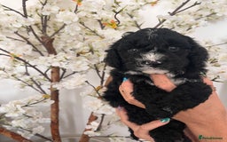 Sproodle dogs for sale: Sproodle puppies  - Image 21