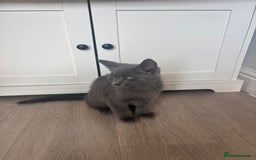 Bengal cats for sale: Two Bengal blue/melanistic kittens - Image 7