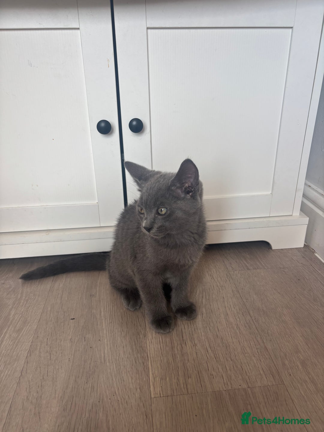 Bengal cats for sale: Two Bengal blue/melanistic kittens - Image 7