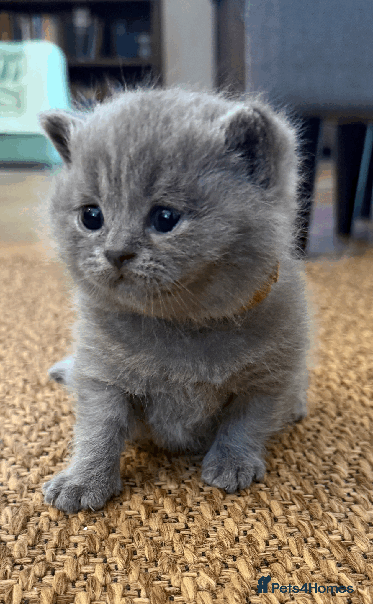 Scottish Fold cats Gorgeous Scottish Straight kittens - Advert 1