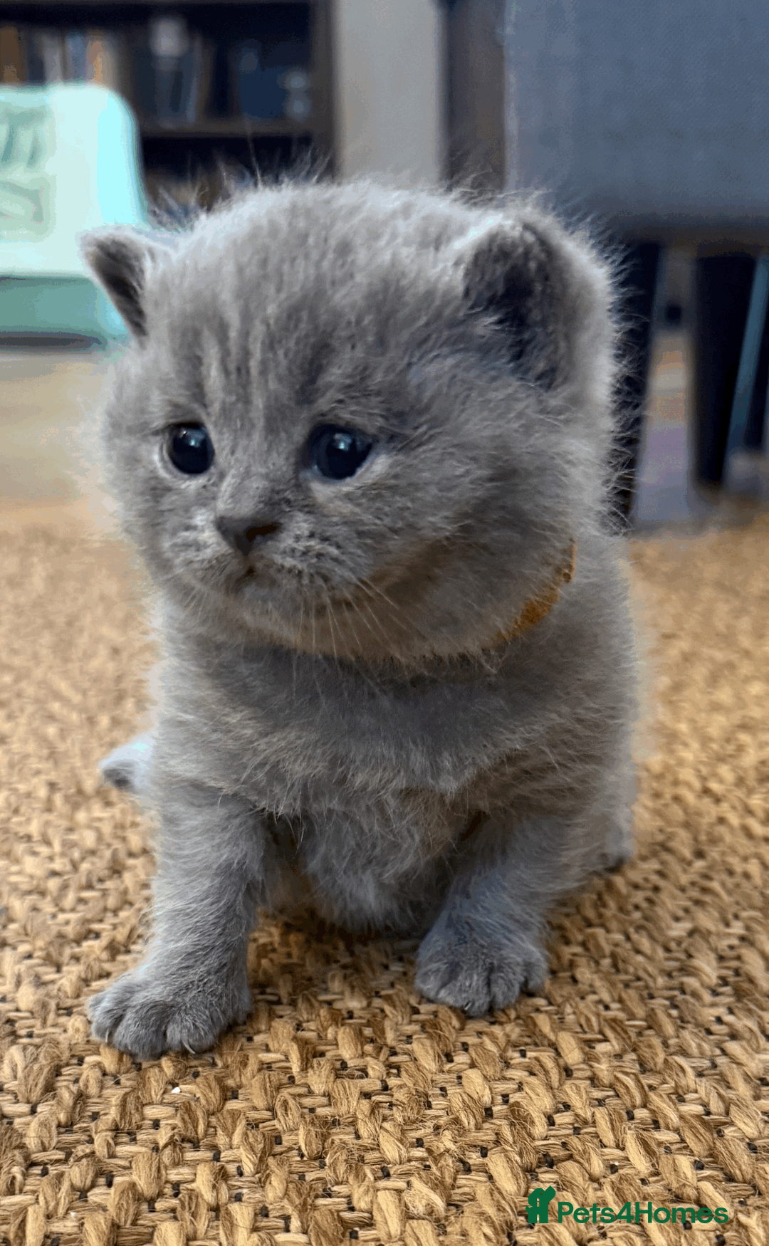 Scottish Fold cats for sale: Gorgeous Scottish Straight kittens - Advert 1