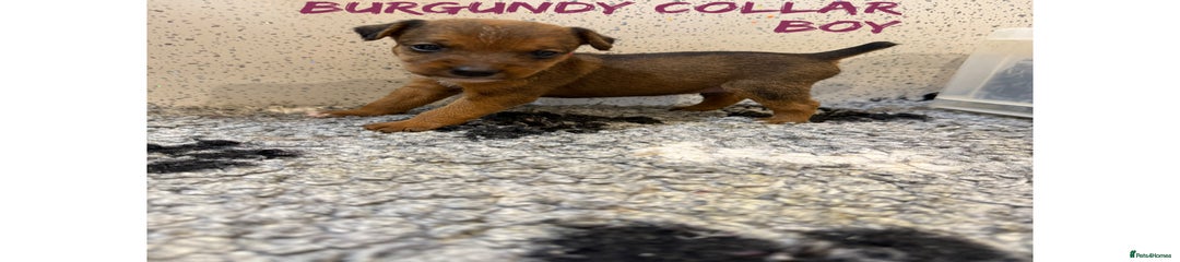  Puppy 4 burgundy collar boy 