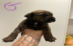 Mixed Breed dogs for sale: Rottweiler X Olde Tyme bulldog (Bullweilers)  - Image 7