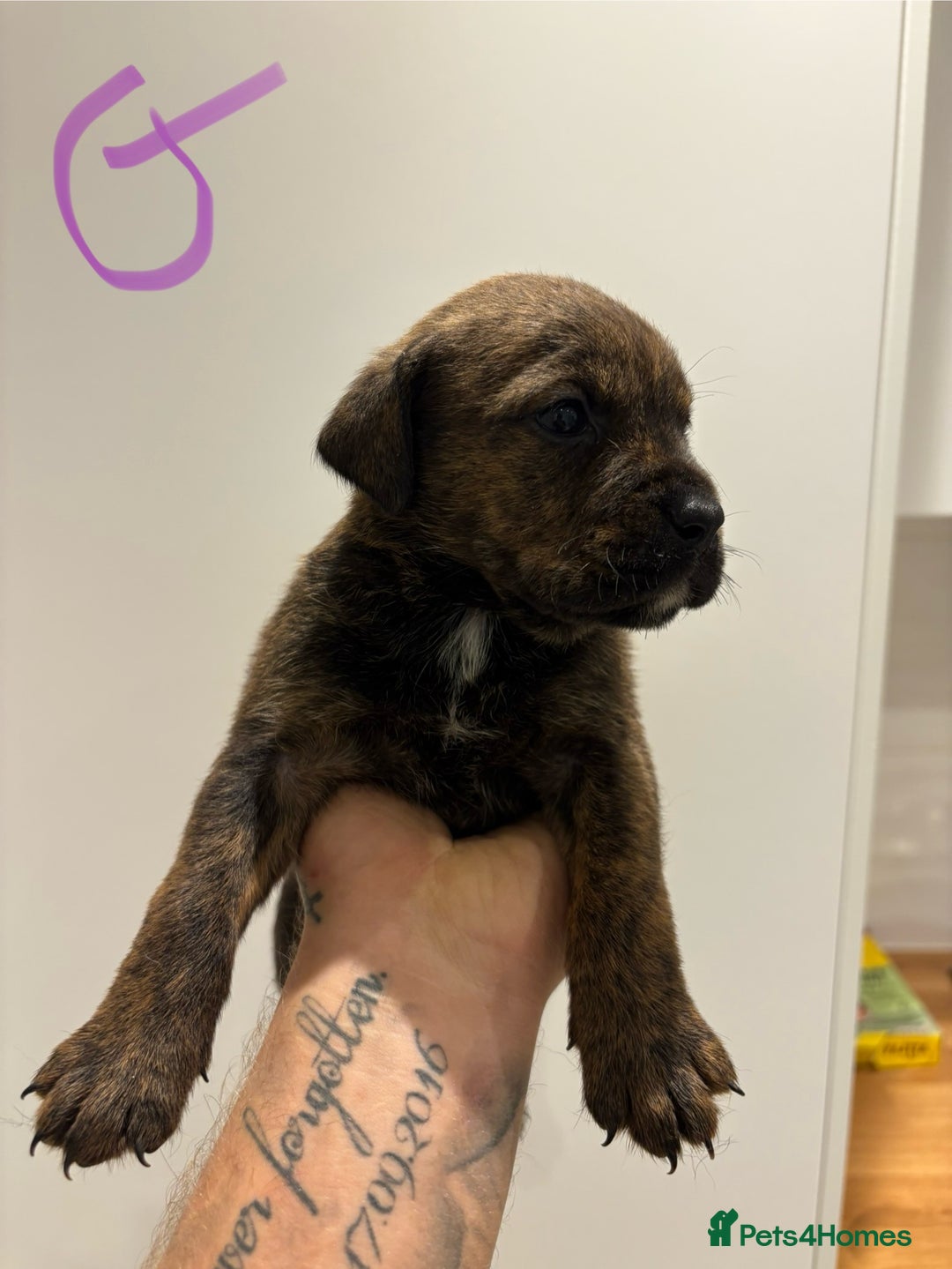 Mixed Breed dogs for sale: Rottweiler X Olde Tyme bulldog (Bullweilers)  - Image 7
