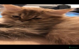 British Longhair cats for sale: READY NOW Tabby female Pedigree BLH - Image 2