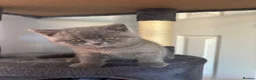 British Shorthair cats for sale: Blue British Shorthair Boy 💙 - Advert 6