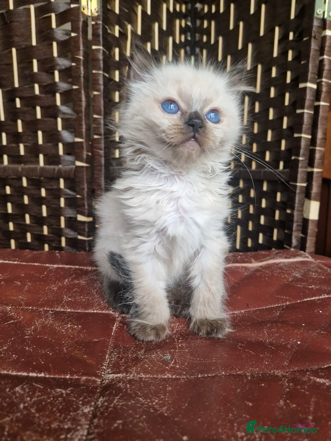 Ragdoll cats for sale: 1 sweet Ragdoll boy looks for a loving family  - Image 12