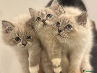 Siberian cats for sale: Blue eyed Adorable Siberian Neva masquerade - Advert 1