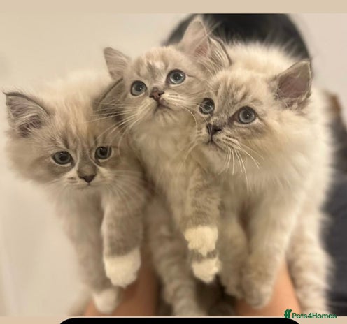 Siberian cats Blue eyed Adorable Siberian Neva masquerade - Advert 1