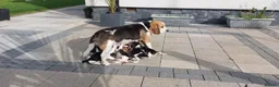 Beagle dogs for sale: Beautiful Beagle puppies  - Advert 3
