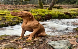Hungarian Vizsla dogs for stud:   *Proven Stud* Son of Hungarian Grand Champion in Workington - Image 1