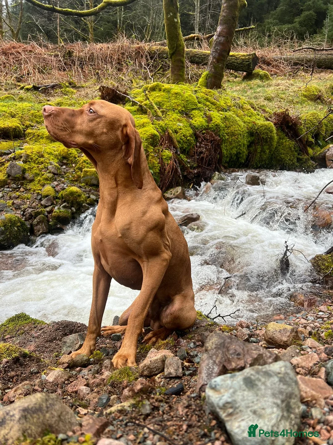 Hungarian Vizsla dogs for stud:   *Proven Stud* Son of Hungarian Grand Champion - Advert 4