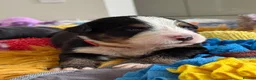 Bernese Mountain Dog dogs for sale: KC Registered Bernese Mountain Dog Puppies - Advert 24