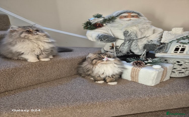 Exotic cats Exotic short hair boy and 2 long hair famales - Advert 7