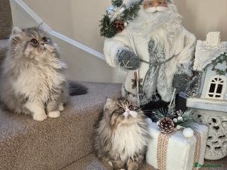 Exotic cats Exotic short hair boy and 2 long hair famales - Advert 1