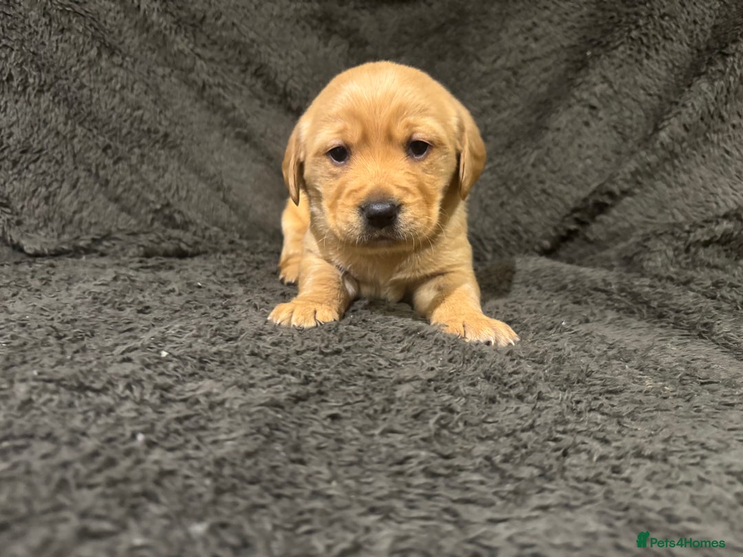 Goldador dogs for sale: SUPER GORGEOUS RED GOLDADOR PUPPIES ❤️ - Advert 8