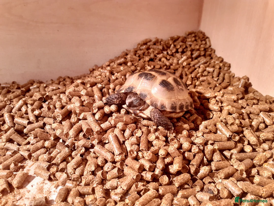 Tortoise reptiles for sale: 15-Month baby Female Horsefield Tortoise - Advert 8