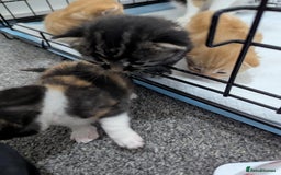 Mixed Breed cats for sale: Beautiful kittens - Image 12