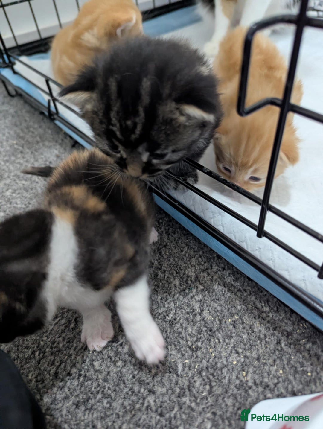 Mixed Breed cats for sale: Beautiful kittens - Image 12