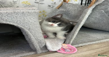 British Shorthair cats - Advert 15