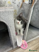 British Shorthair cats - Advert 15