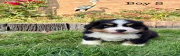 Bernese Mountain Dog dogs for sale: BEAUTIFUL BERNESE MOUNTAIN DOG PUPPIES-4 BOYS !!! - Advert 19