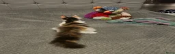 Maine Coon cats for sale: Maine Coon - Advert 7