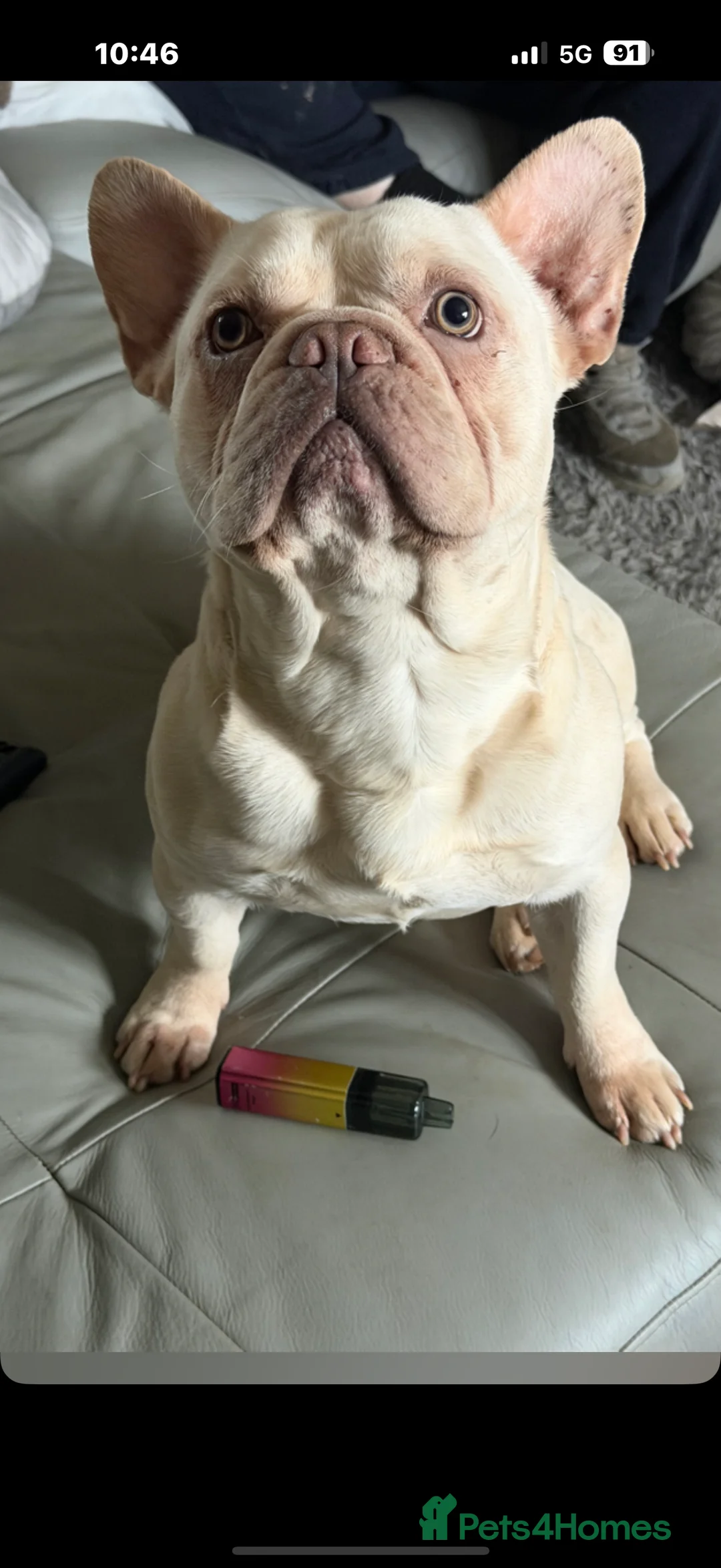 French Bulldog dogs for sale: French bulldogs  - Advert 1