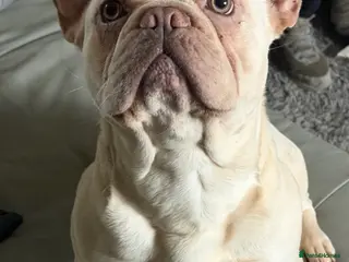 French Bulldog dogs French bulldogs - Advert 1