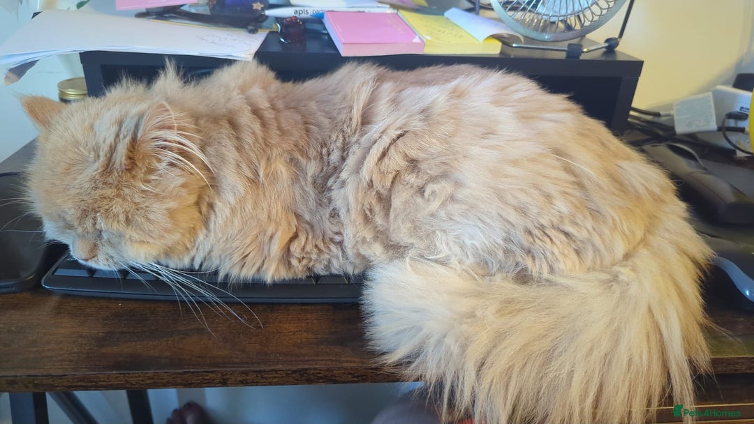 Persian cats for adoption: SIMBA TYPICAL PERSIAN BOY BEAUTIFUL MEDIUM ENERGY  - Image 4
