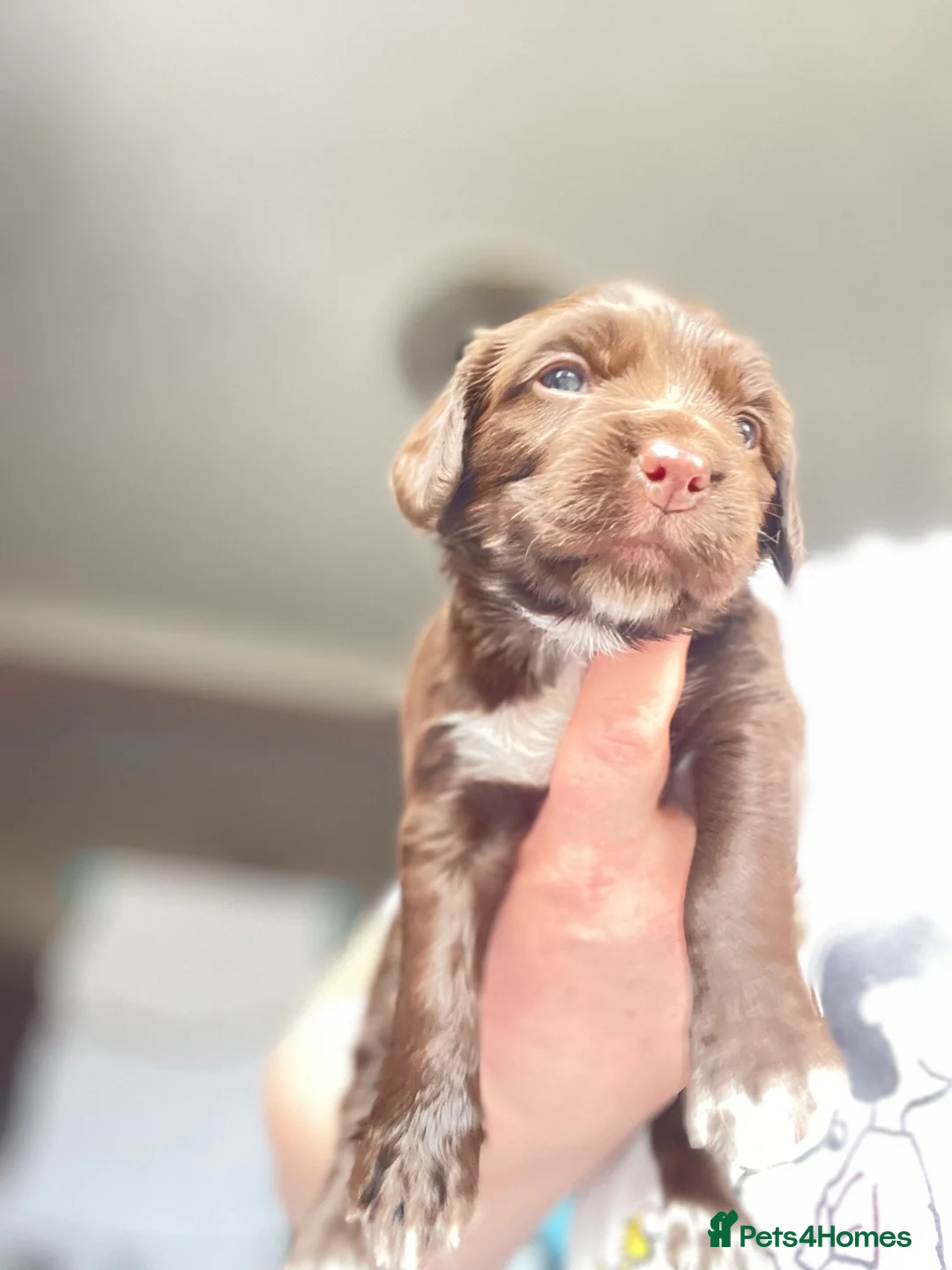 Cocker Spaniel dogs for sale: Working Cocker Spaniel Puppies 🐾 - Advert 3