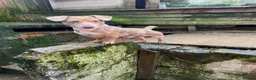 Jack Russell dogs for sale: Rainbow litter of Miniature Jack Russel Pups  - Advert 3