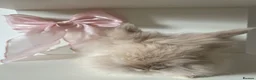 Mixed Breed rabbits for sale: lionhead x mini lop baby boys 🩵 - Advert 4