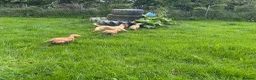 Labrador Retriever dogs for sale: Fox Red Labrador puppies  - Advert 2