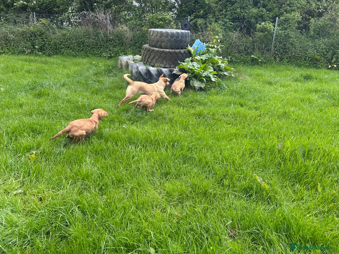 Labrador Retriever dogs for sale: Fox Red Labrador puppies  - Advert 2