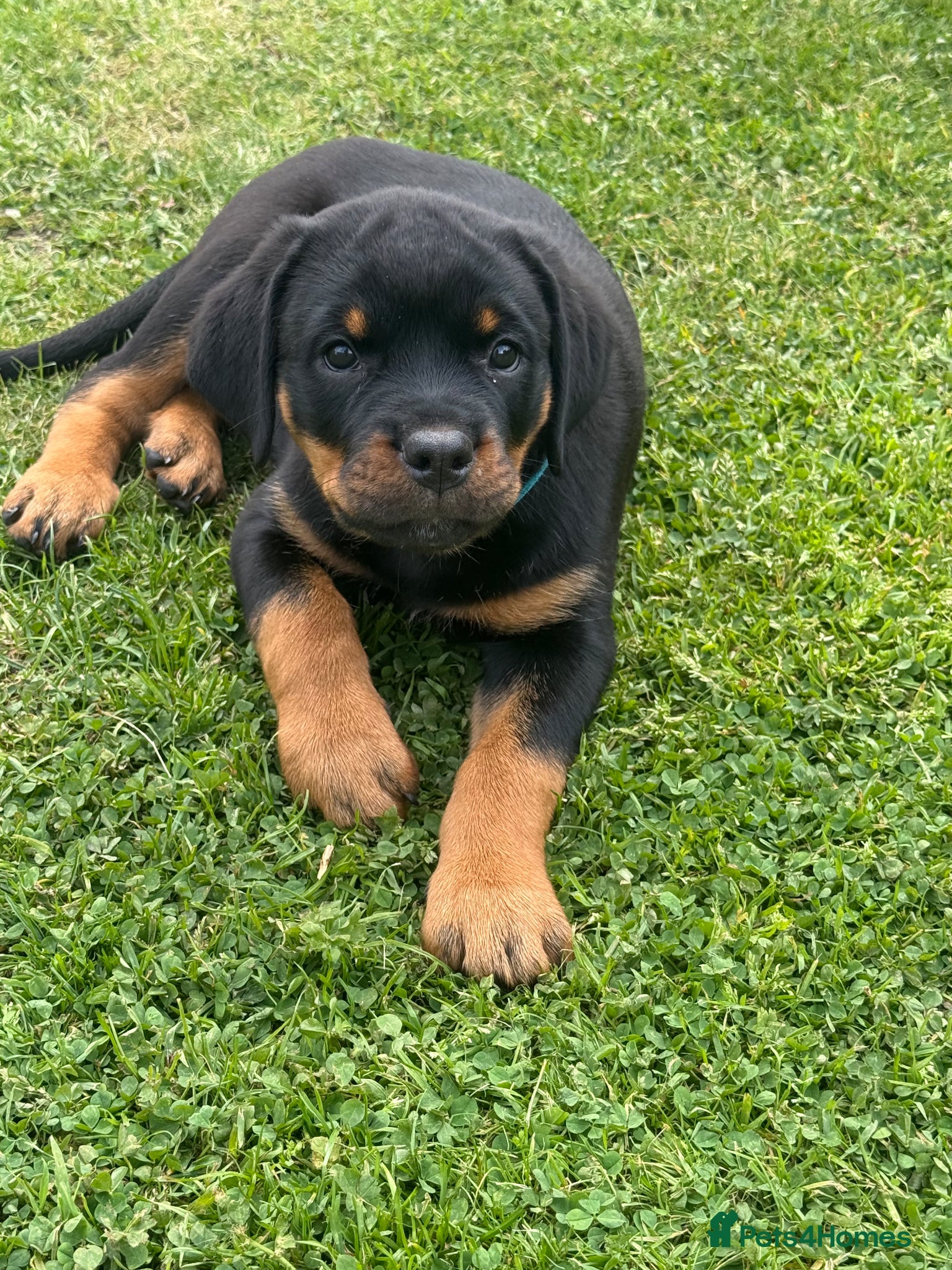 Rottweiler dogs Rottweiler pups - Advert 4