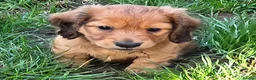 Dachshund dogs for sale: 4 Long Haired Mini Dachshunds beautifully stunning - Advert 14