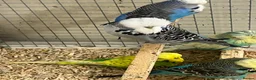 Budgerigars birds for sale: Budgies for sale  - Advert 12