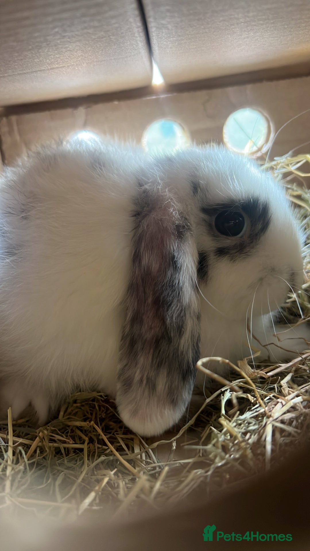 Dwarf Lop rabbits for sale: French lop x dwarf lop bunny - Image 3