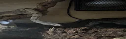 Boa Snake reptiles for sale: Boa constrictor  - Advert 4