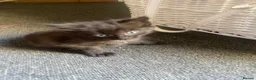 Mixed Breed cats for sale: Last kitty remaining  - Advert 5