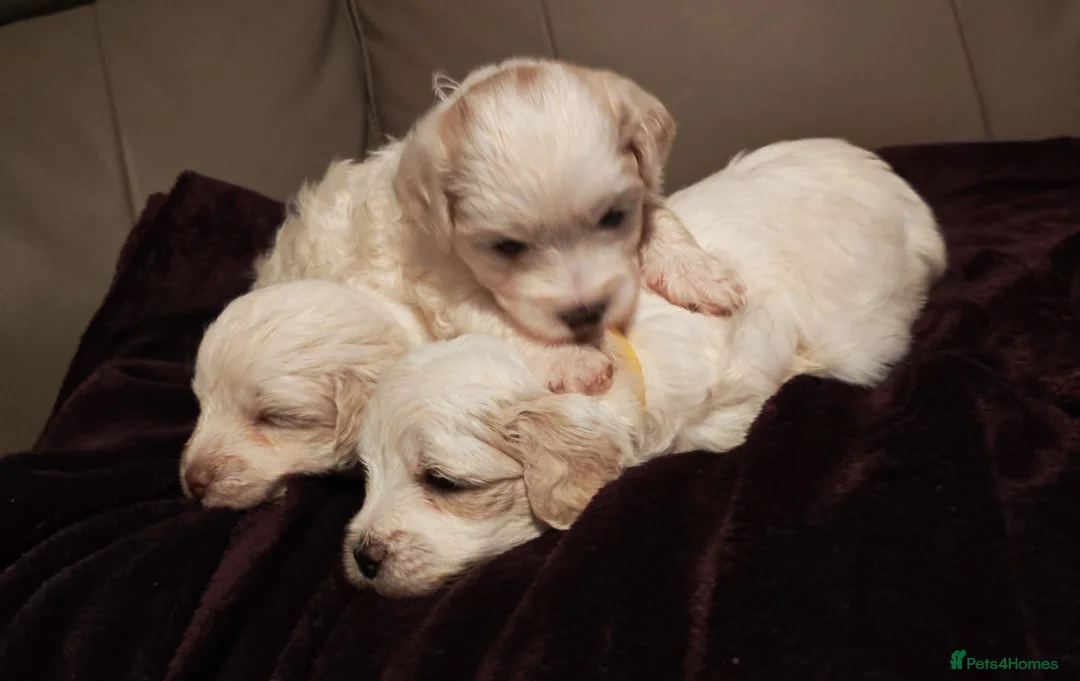 Mixed Breed dogs for sale: Maltipoo x Coton de Tulear Puppies – 5 Males - Advert 9