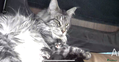 Maine Coon cats - Advert 12