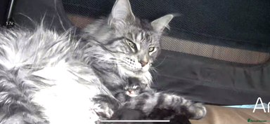 Maine Coon cats - Advert 2