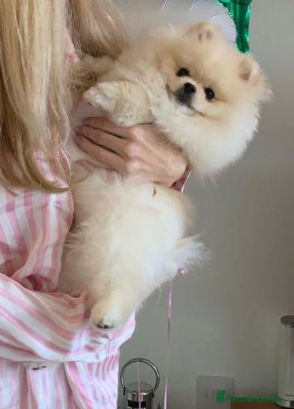 Pomeranian dogs for sale:  Extremely affectionate 14mth Neut Male White Pom  - Advert 8
